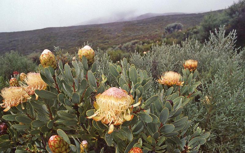 WT 1400 213-34 Kenya.jpg